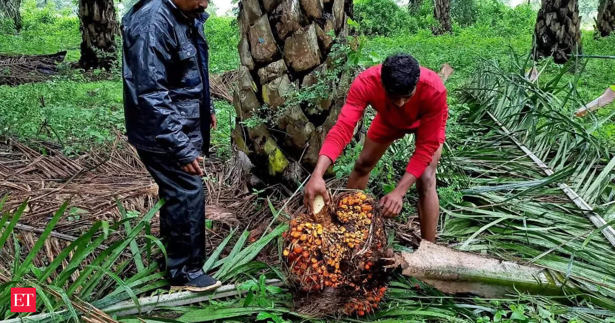 India’s palm oil imports in June rise more than 60%, trade body says