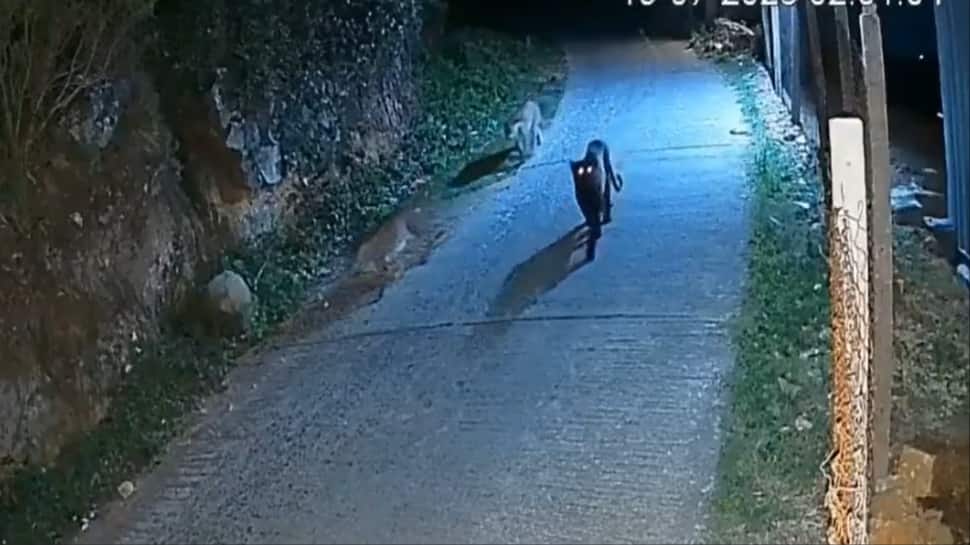 Melanistic Panther: ‘Bagheera’ And Two Leopards Spotted Together In Nilgiris | India News