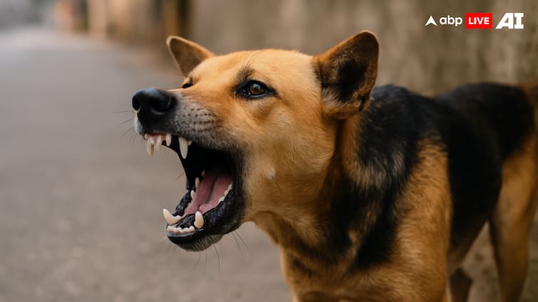 22-Year-Old Kabaddi Star Brijesh Solanki Death Due To Sparks Wake-Up Call What You Must Know About Dog Bites