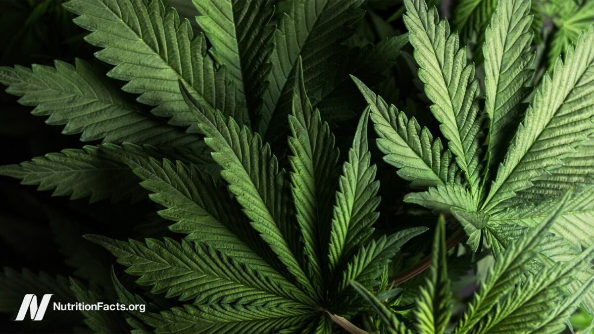 IBD and Cannabis 