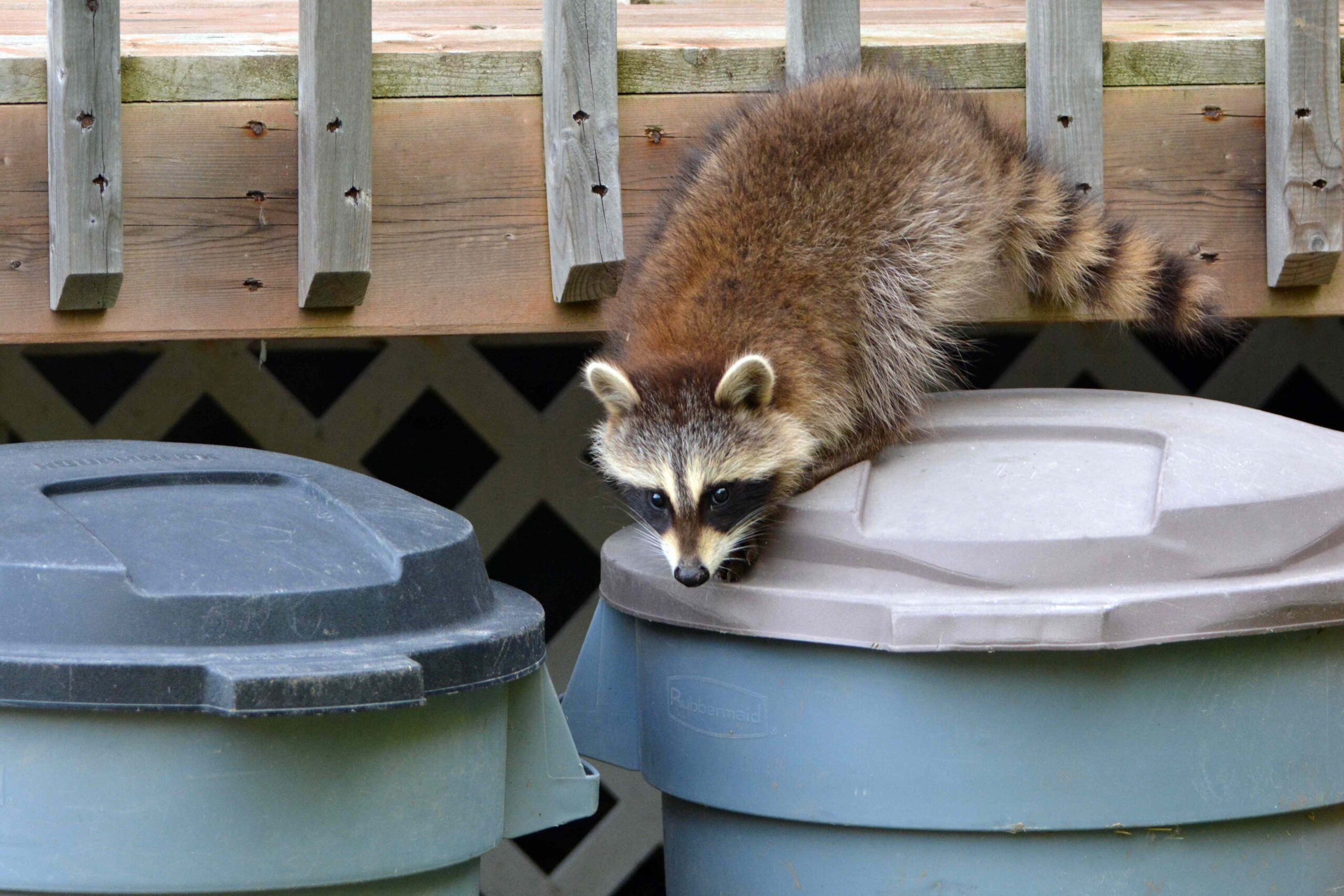 5 Ways to Keep Raccoons Out of Your Trash for Good, According to Pest Pros