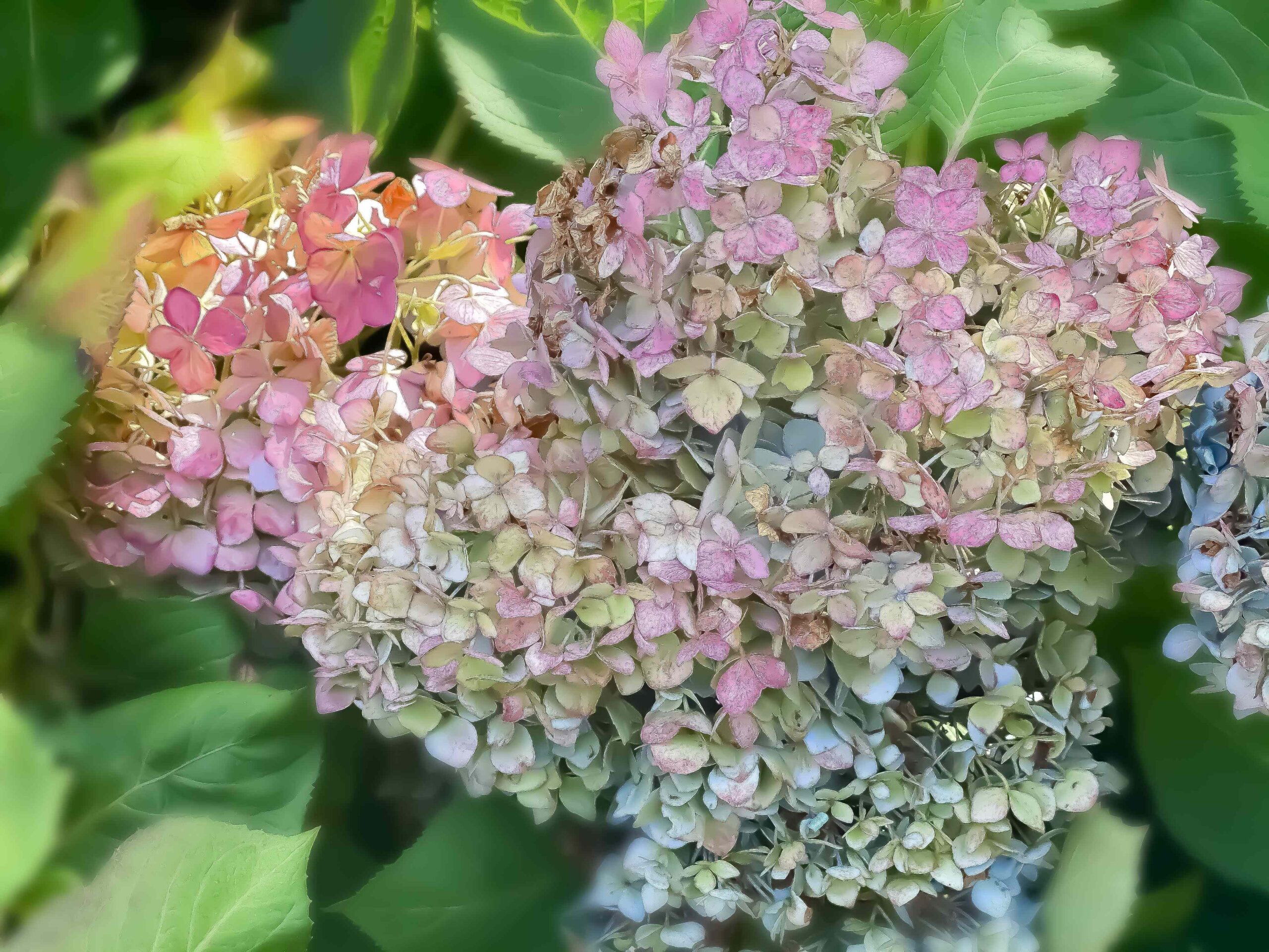 This Simple Trick Can Bring a Faded Hydrangea Back to Life Overnight