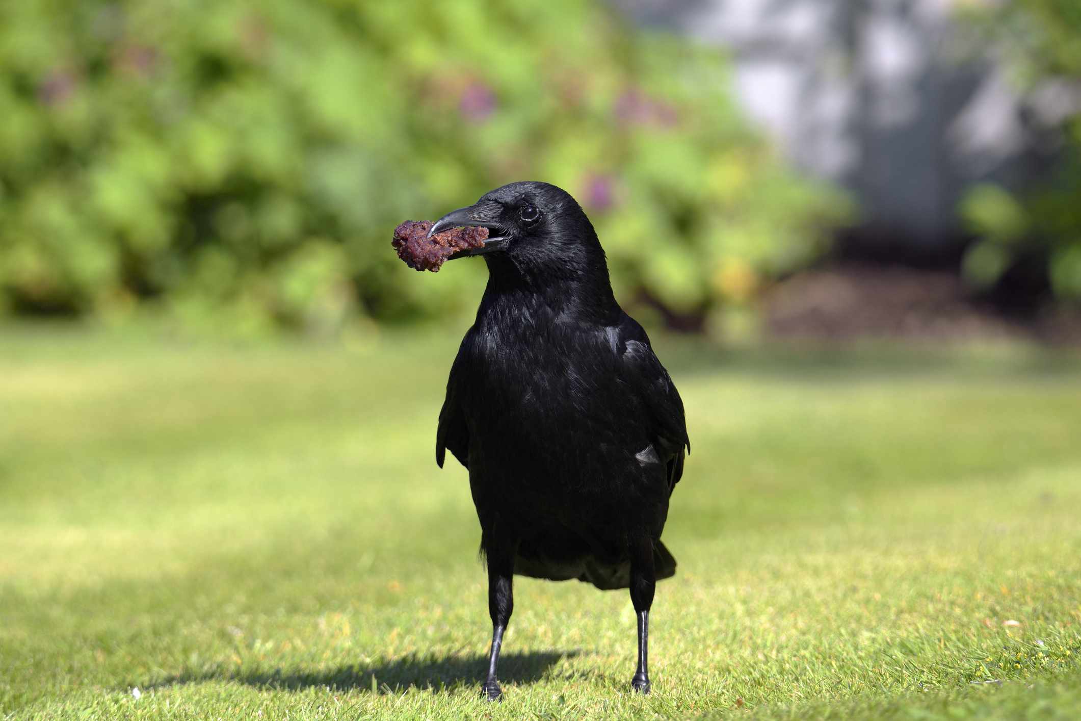 Stop Crows From Picking Over Your Garden With These 4 Easy Hacks
