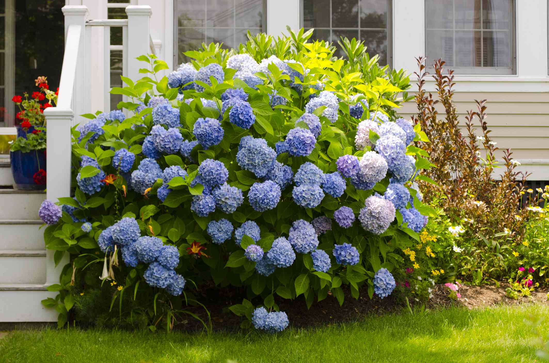 5 Reasons Gardeners Think Hydrangeas Are Overrated and What to Grow Instead