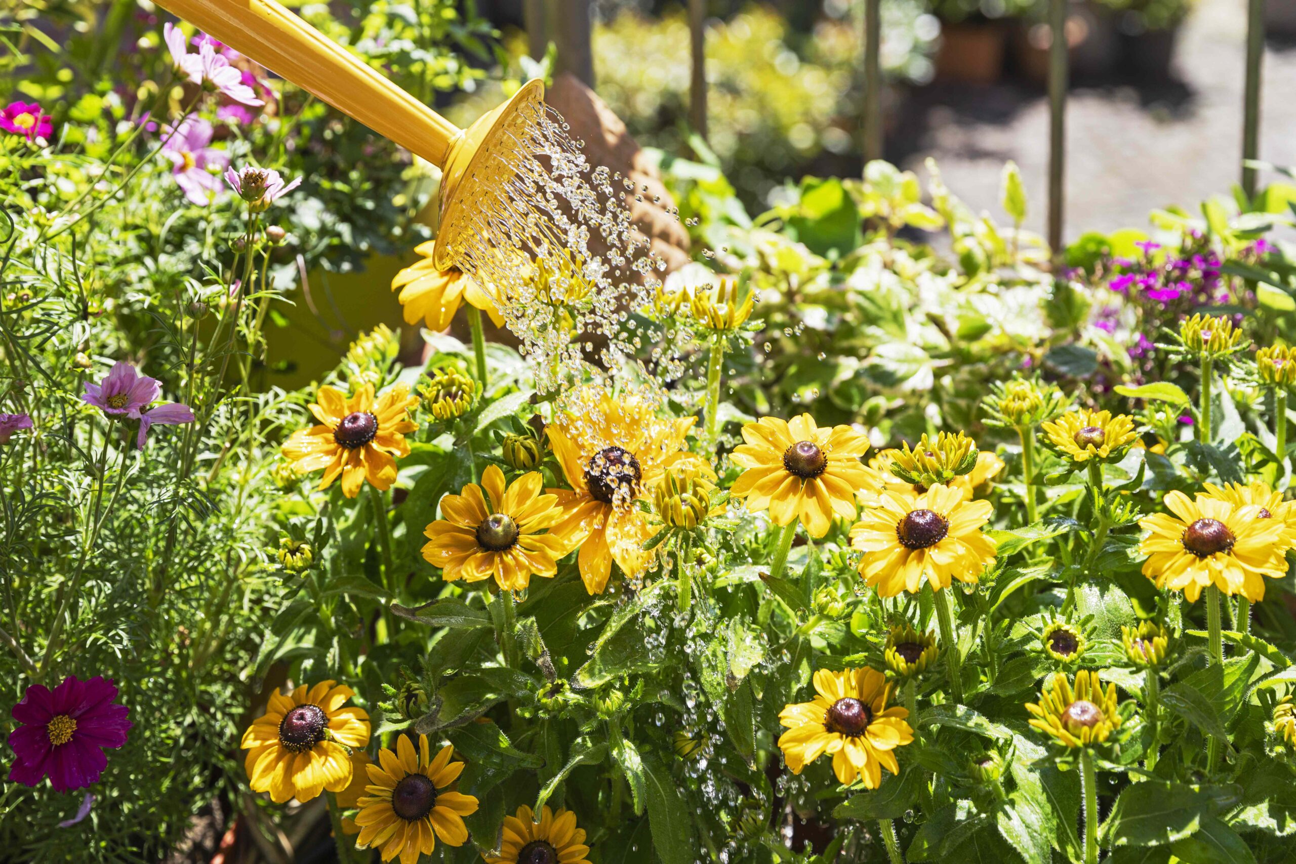 Are You Watering Your Plants Too Much in the Heat? How to Keep Them Happy