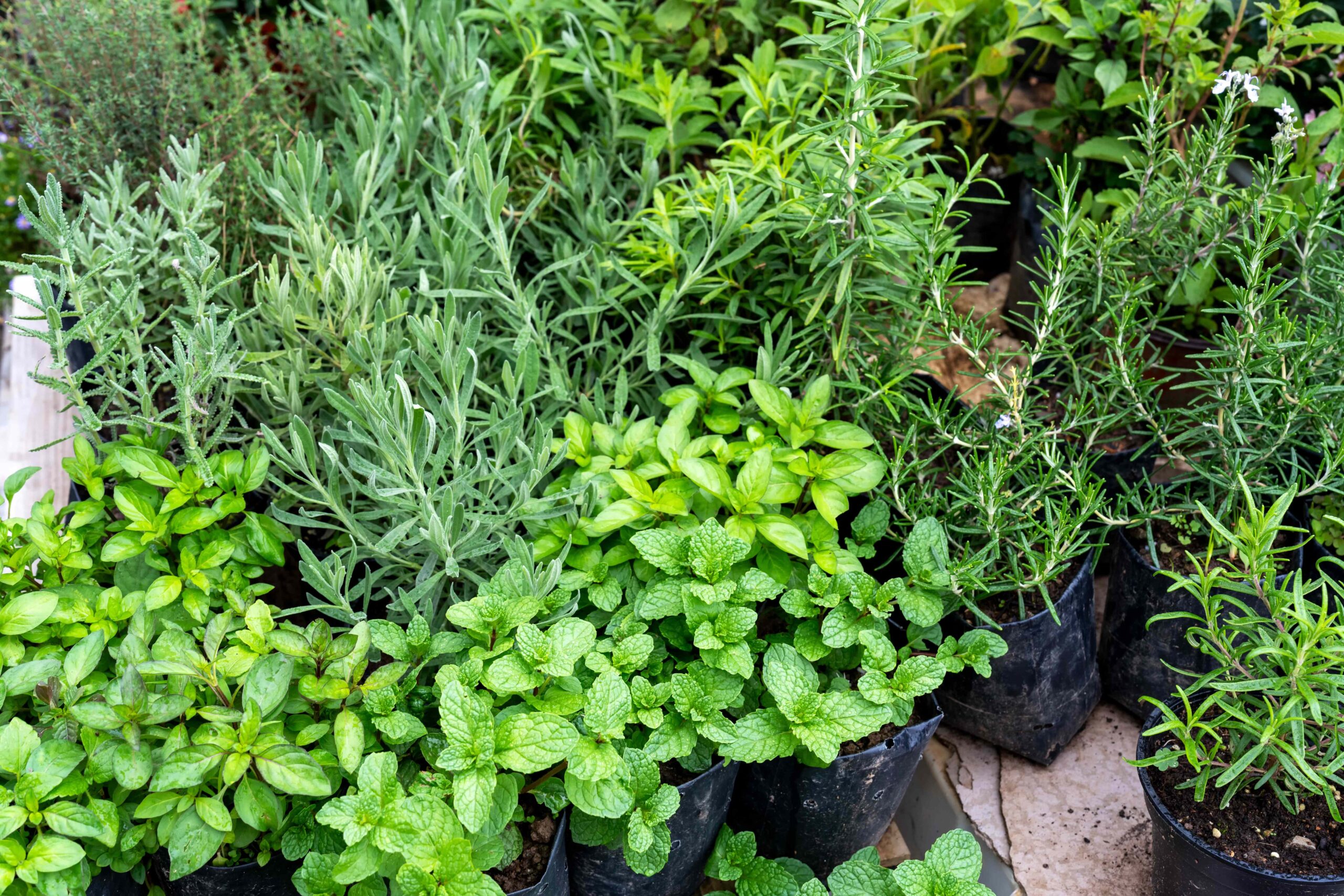 Want Delicious Herbs? When to Harvest Them for Maximum Flavor