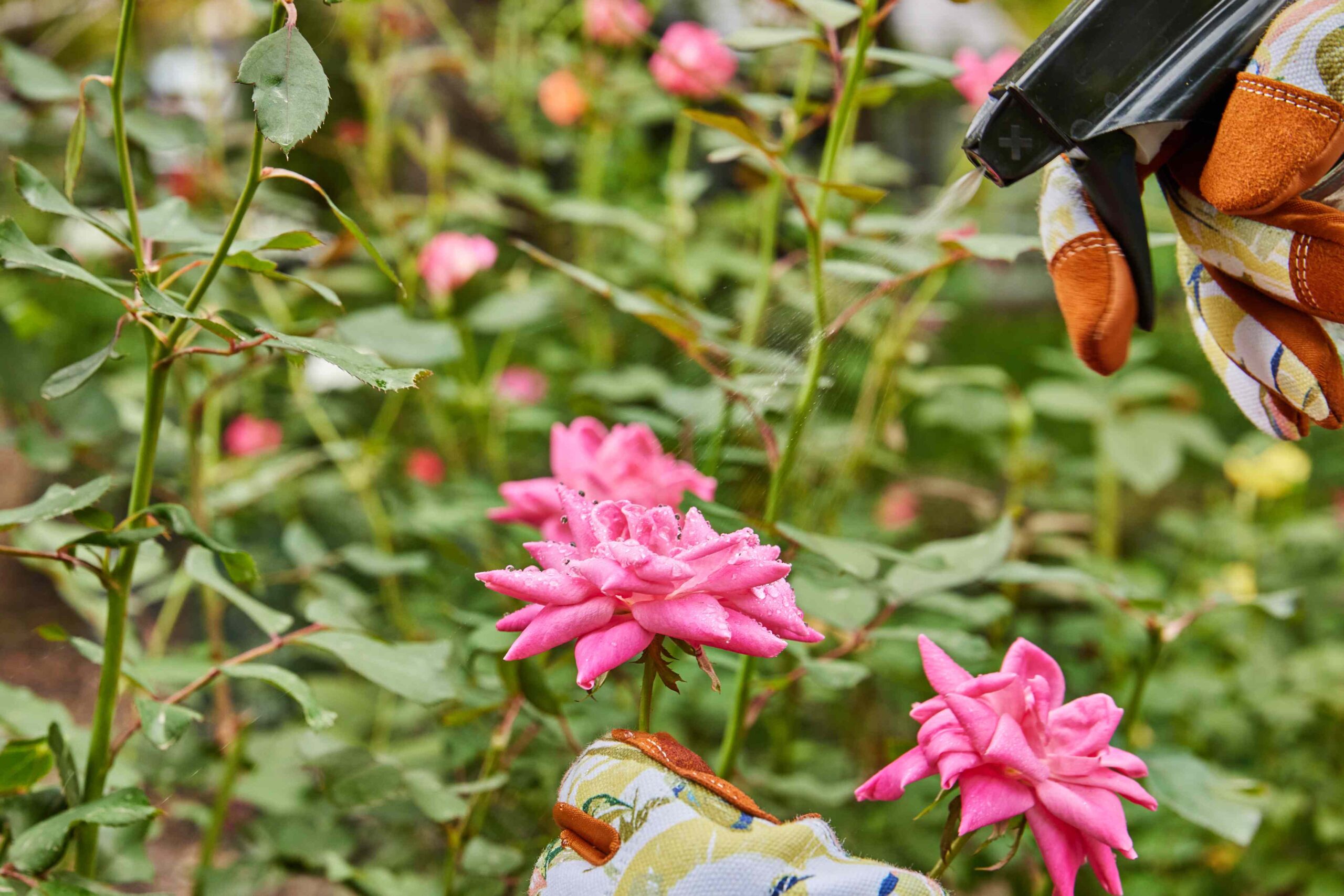 5 Genius Ways to Use Hydrogen Peroxide in Your Garden for Healthy Plants