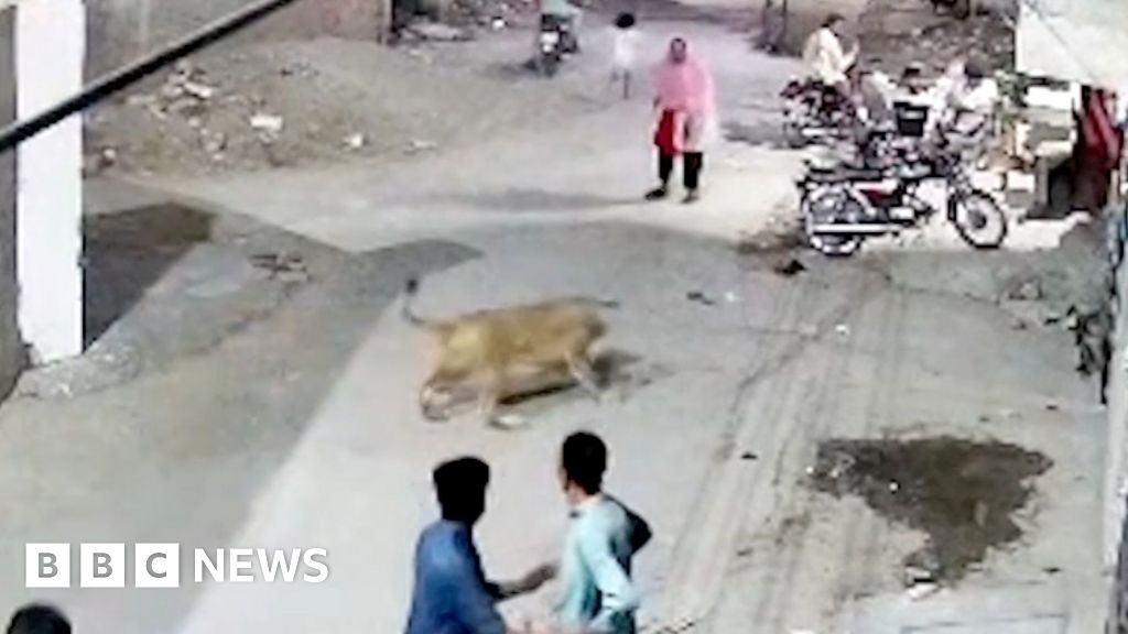 Pet lion on woman in Pakistan Street