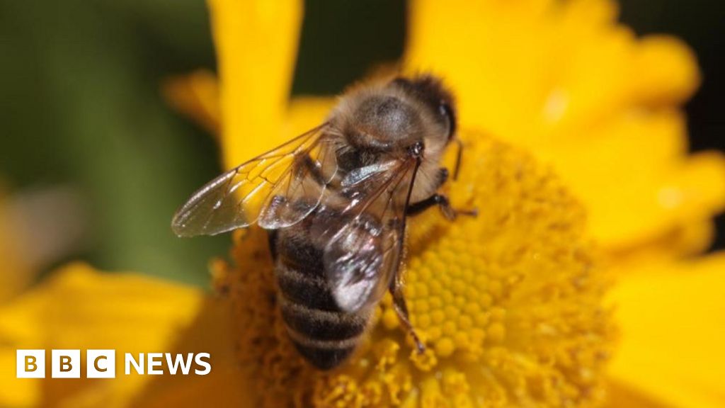 Three were left in a bee attack in three critical condition and dozens, Aurlack, injured in France