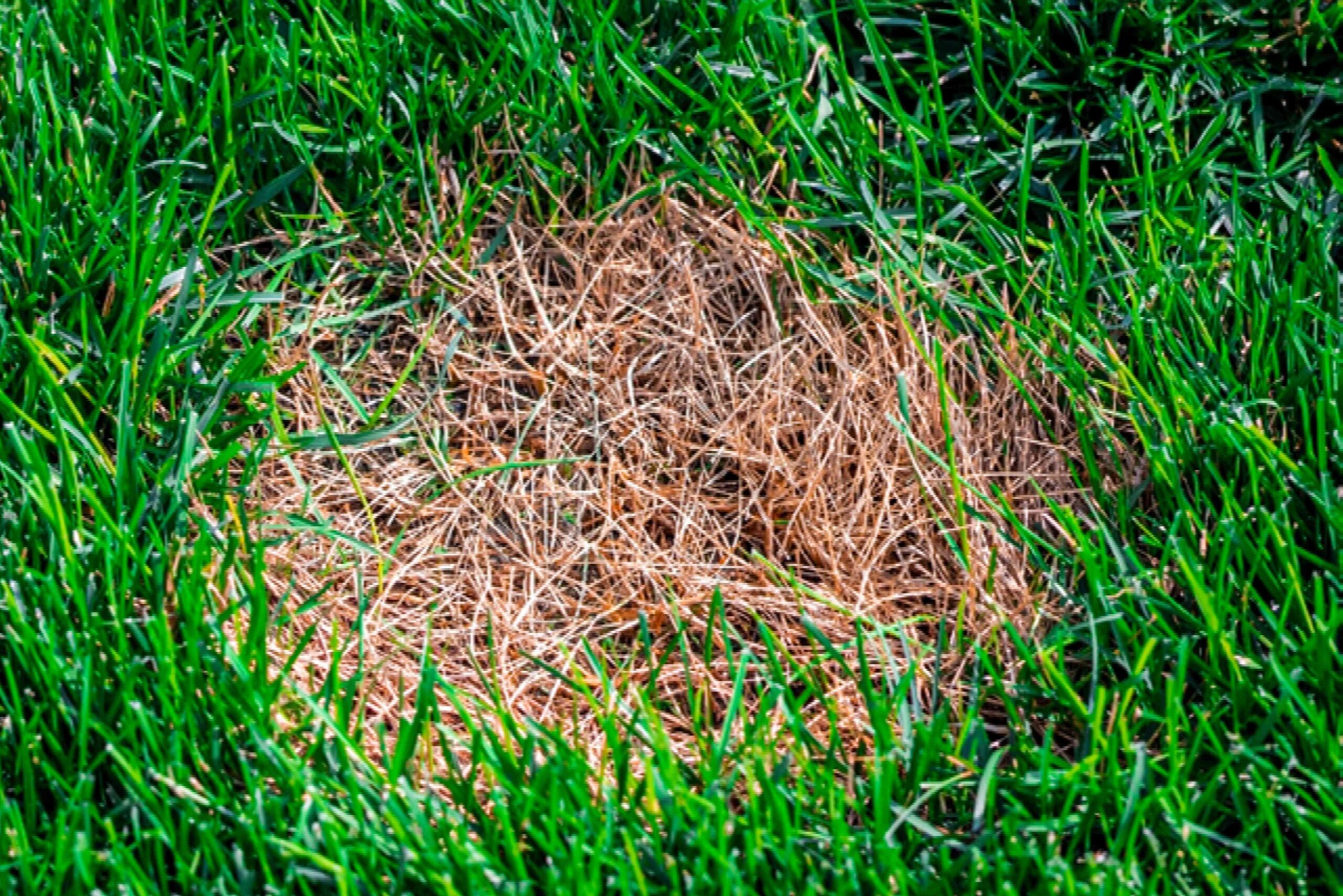 How to Get Rid of Brown Patches On Your Lawn