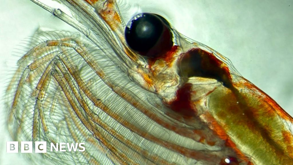 Tiny creature becomes gorge, fat, and closes planetary carbon