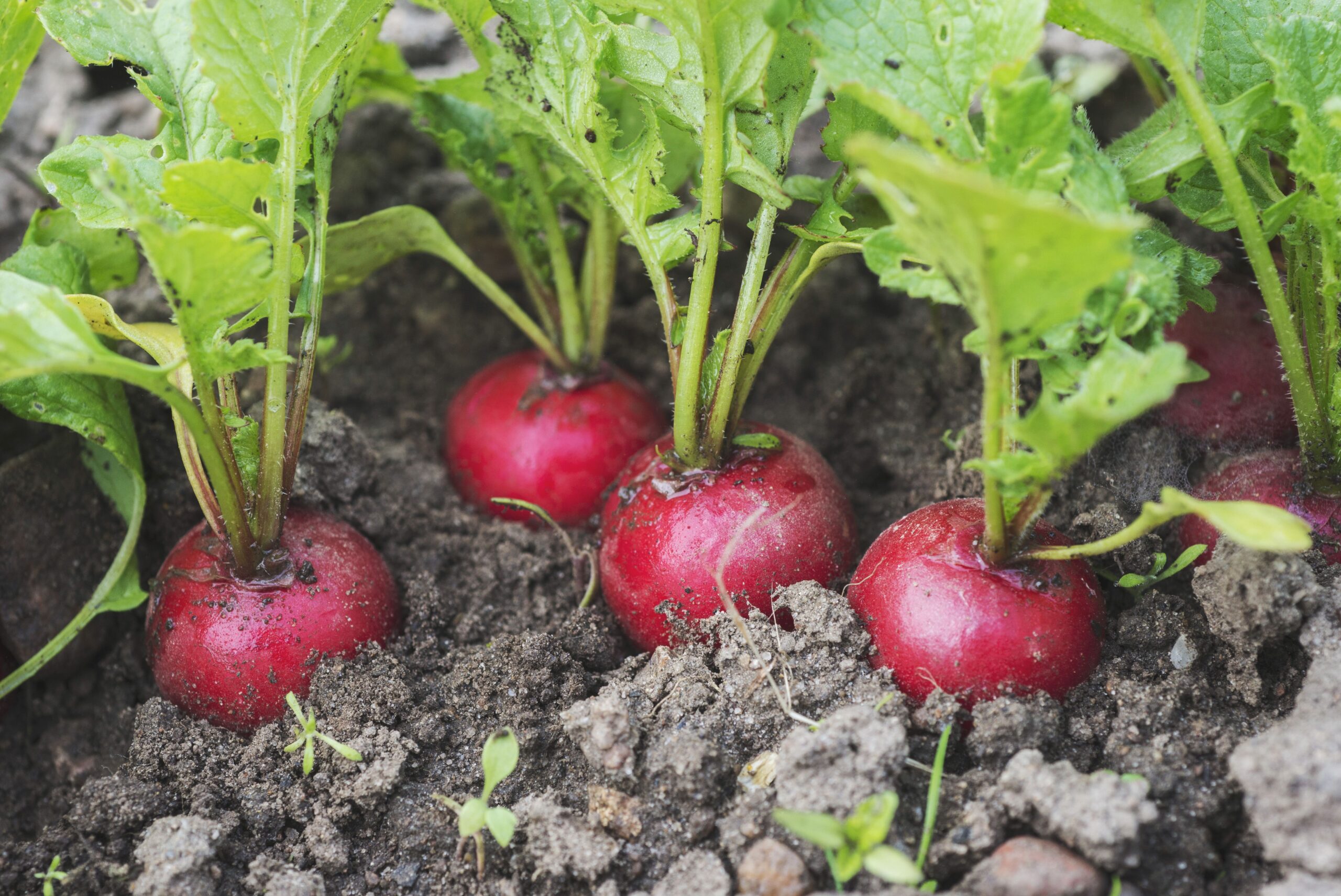Growing Radishes? Here’s How Long They Actually Take to Grow