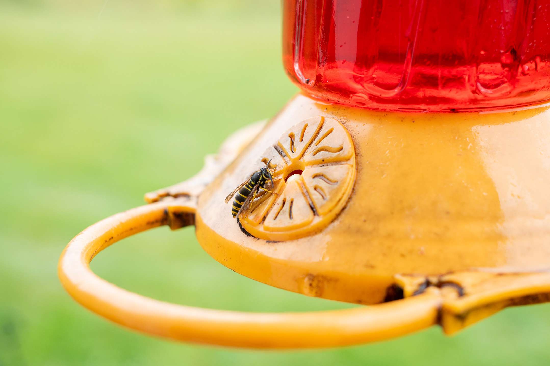 Don’t Let Bees Invade Your Hummingbird Feeders — 9 Fixes to Keep Them Away