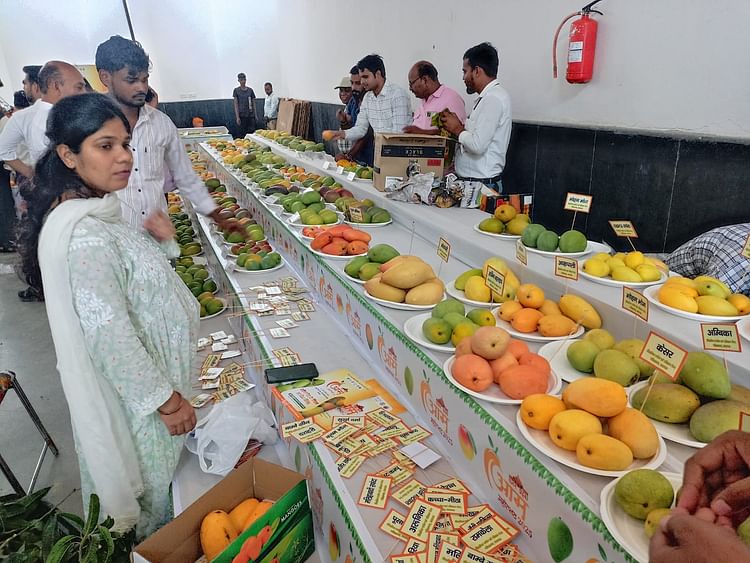 UP : तीन दिन का आम महोत्सव आज से लखनऊ में , सीएम योगी करेंगे शुभारंभ; 800 से अधिक किस्मों के फल रहेंगे उपलब्ध UP : तीन दिन का आम महोत्सव आज से लखनऊ में , सीएम योगी करेंगे शुभारंभ; 800 से अधिक किस्मों के फल रहेंगे उपलब्ध