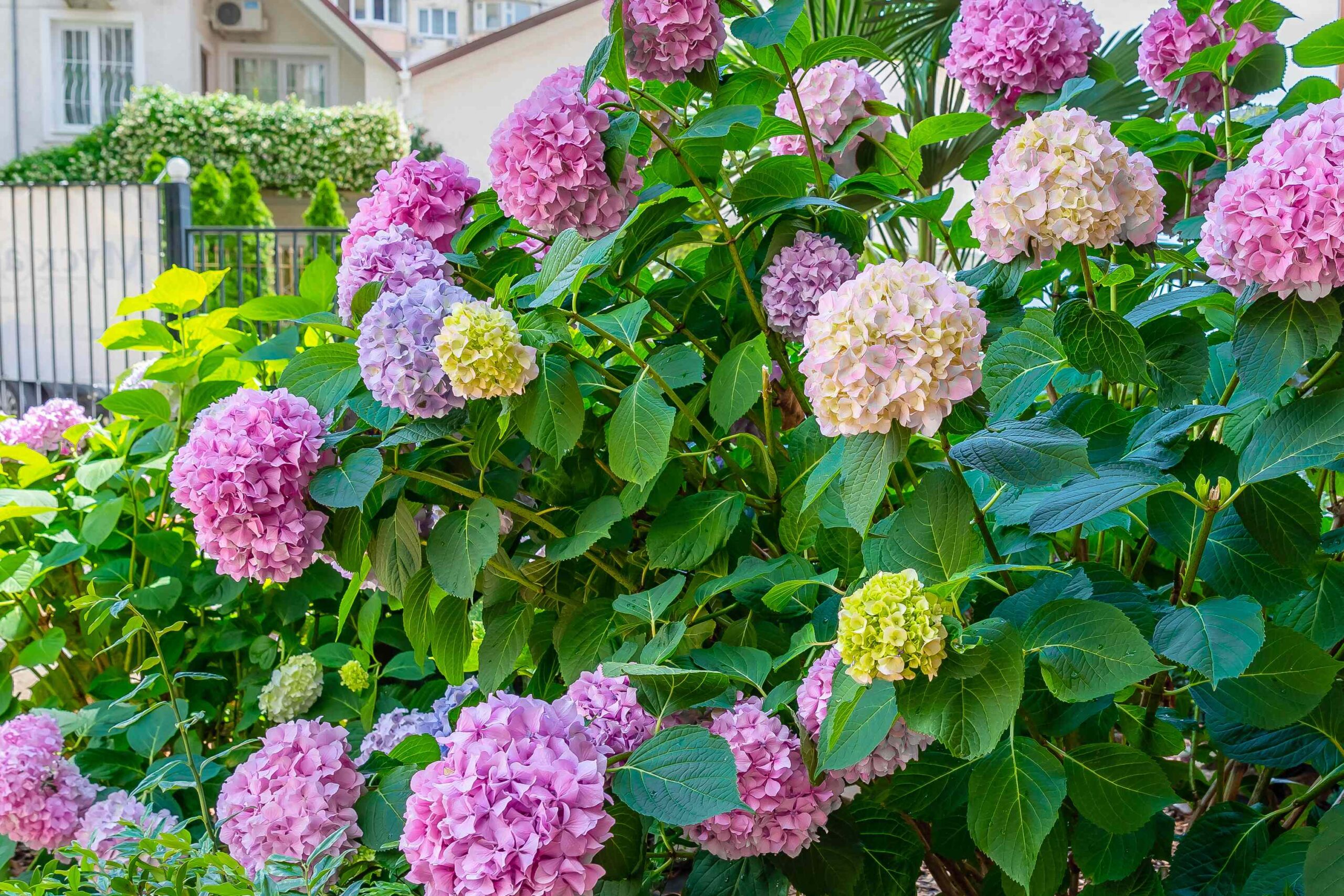We Asked Hydrangea Specialists for Their Top Care Tips, and They’re Lifesavers
