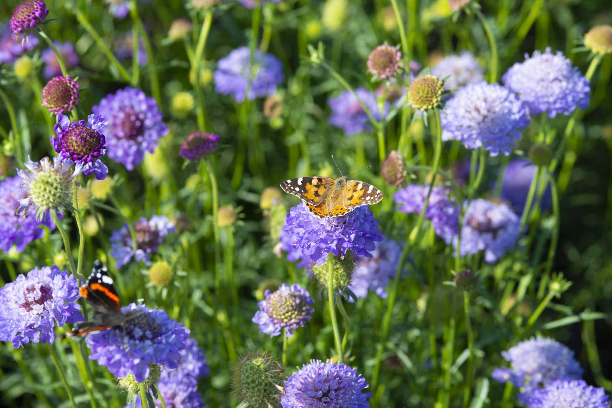 Want to Attract Bees and Butterflies? Gardeners Say These 9 Plants Work Wonders