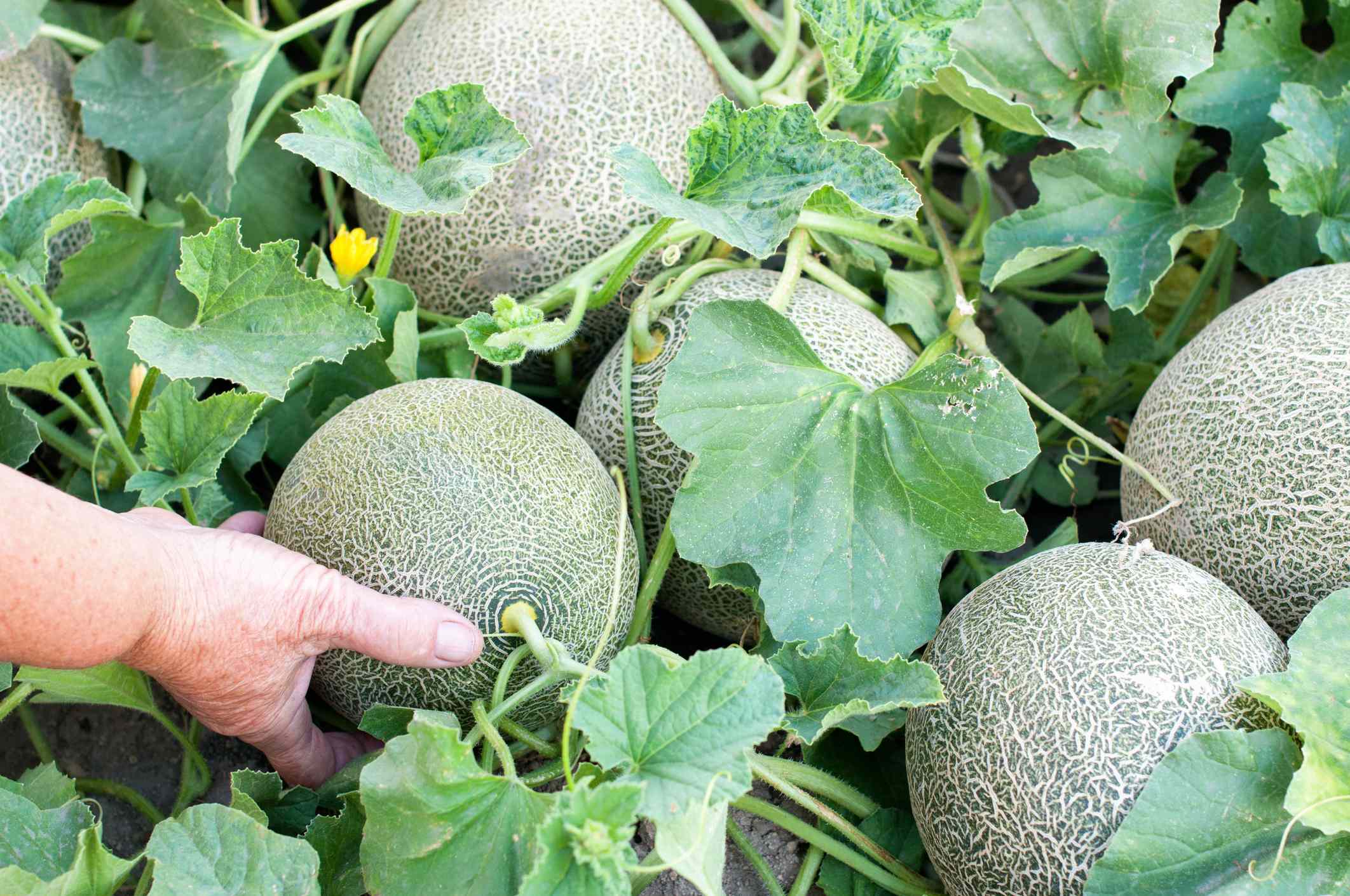 Picking Cantaloupe Too Soon? Here’s How to Know It’s Actually Ripe