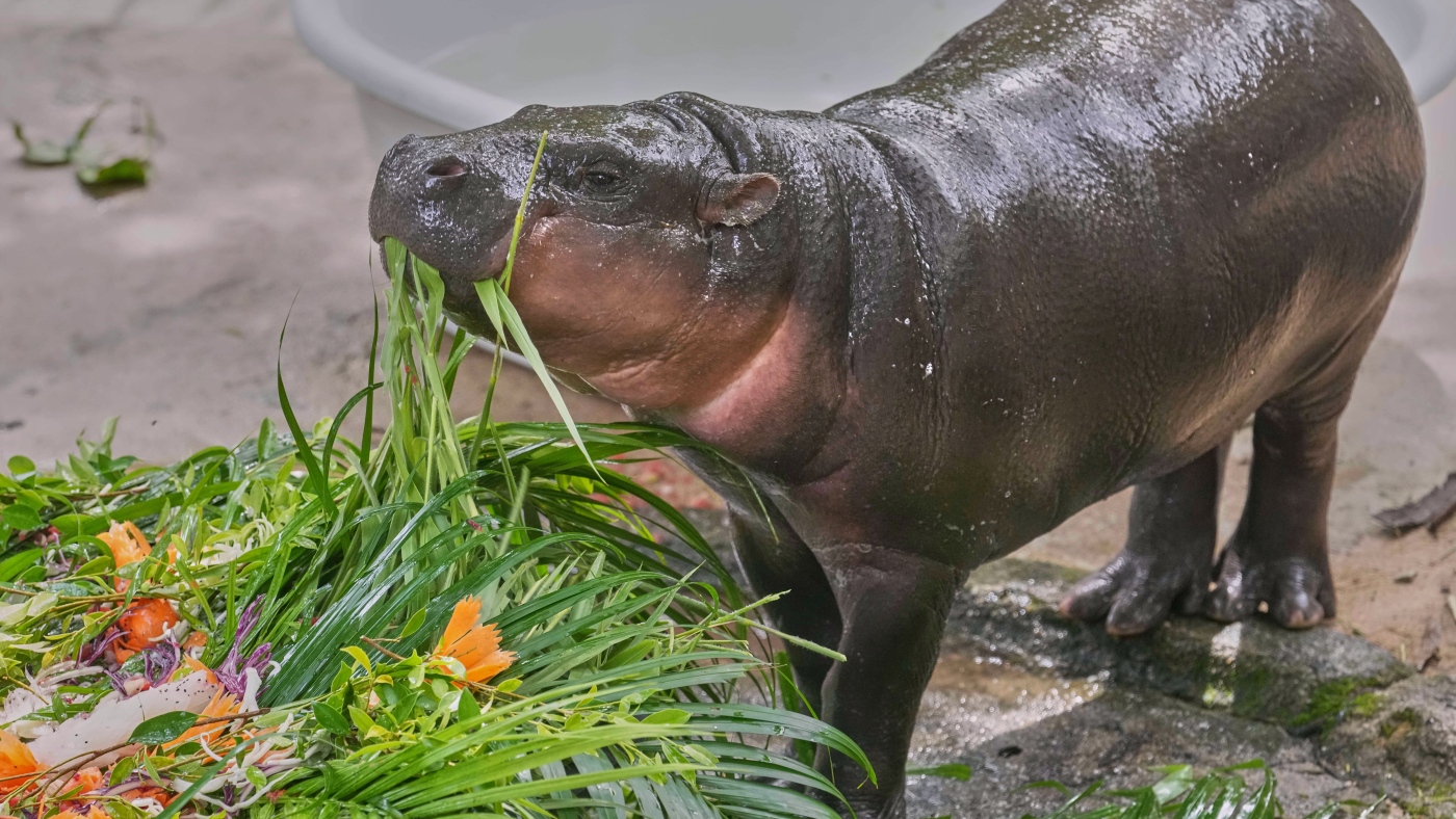 Pygmy hippo Moo Deng’s first birthday draws thousands of fans : NPR